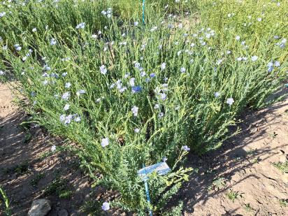 Click for 1 image(s) for this accession.